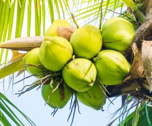 Tender Coconut